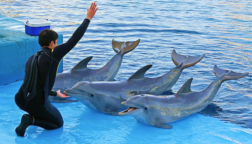 akerio-tours-dolphin-show-pattaya