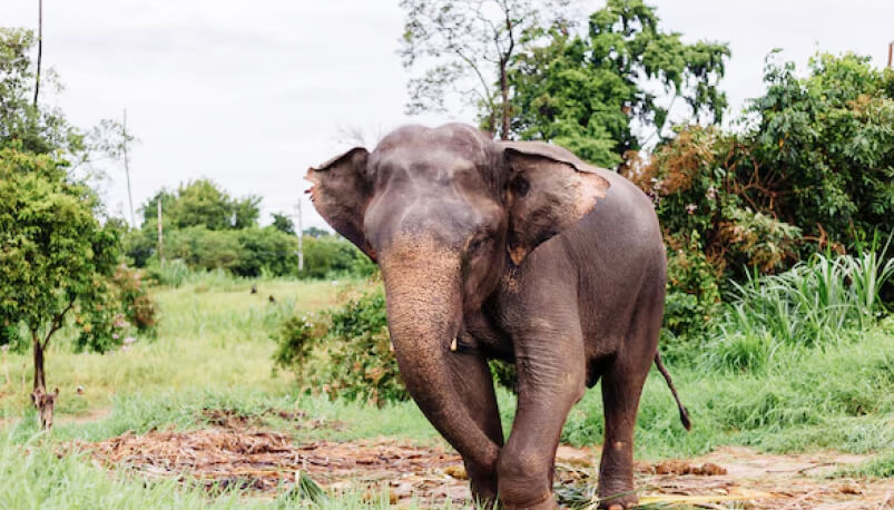 Pattaya: Elephant Jungle Sanctuary Experience