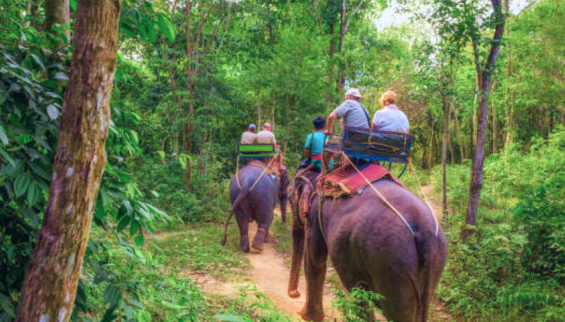 Krabi: Adventure Elephant Trek and Bathing