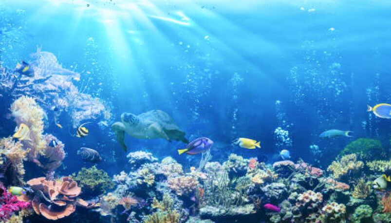 Pattaya: Underwater World Tickets