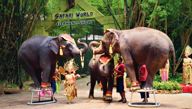 Bangkok: Safari World and Marine Park Tickets